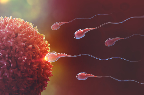  A fecundação ocorre quando o espermatozoide se une ao ovócito.
