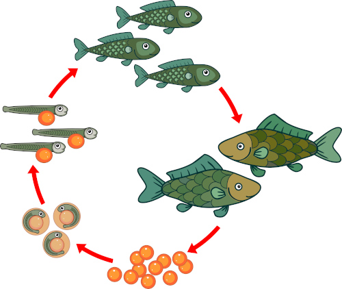 Observe o ciclo de vida de peixes ósseos.