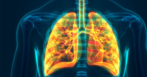 Exercícios sobre sistema respiratório Raio x de pulmão