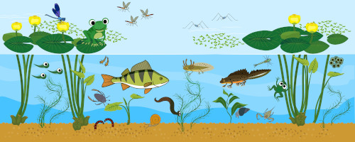 Ilustração do ecossistema de uma lagoa.