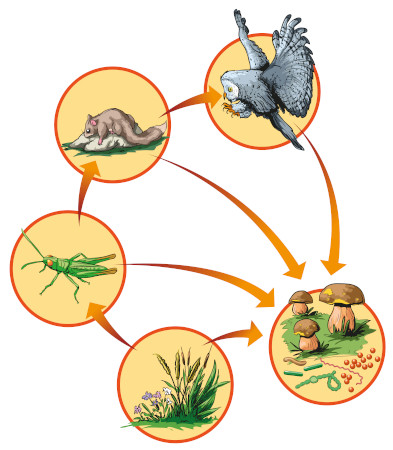 Cadeia alimentar, composta por vegetais, animais herbívoros e animais carnívoros.