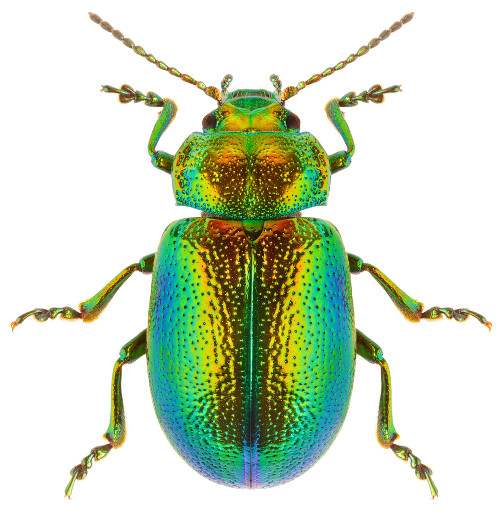 Besouro verde, um inseto do grupo dos artrópodes.