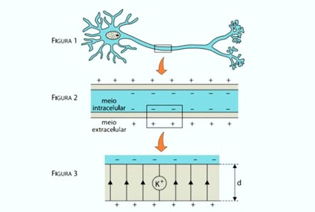 Neurônio e membrana lipoproteica desse neurônio em uma questão da Unesp sobre força elétrica.