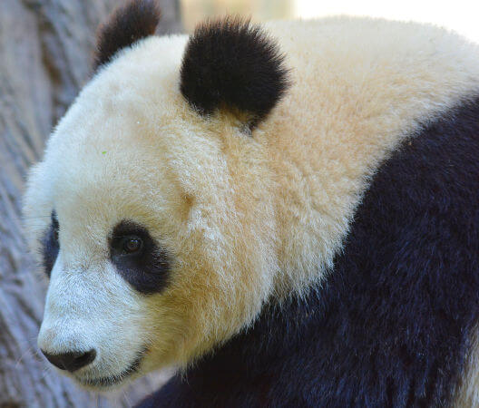 Os pandas possuem pelagem com padrão de cor que ajuda na camuflagem.