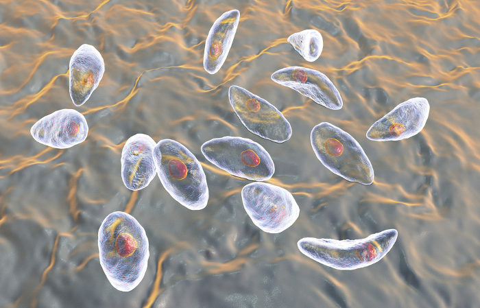 O Toxoplasma gondii é um protozoário responsável por causar a toxoplasmose.