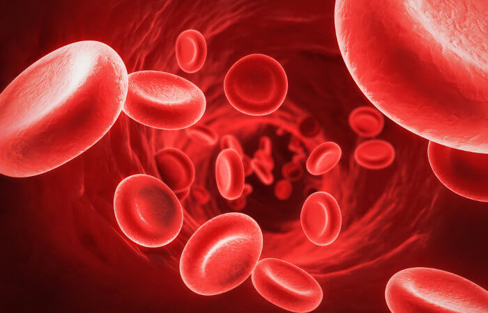 As hemácias possuem formato de disco bicôncavo e são ricas em hemoglobina.