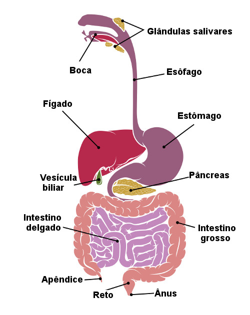 Ilustração dos principais órgãos do sistema digestório.