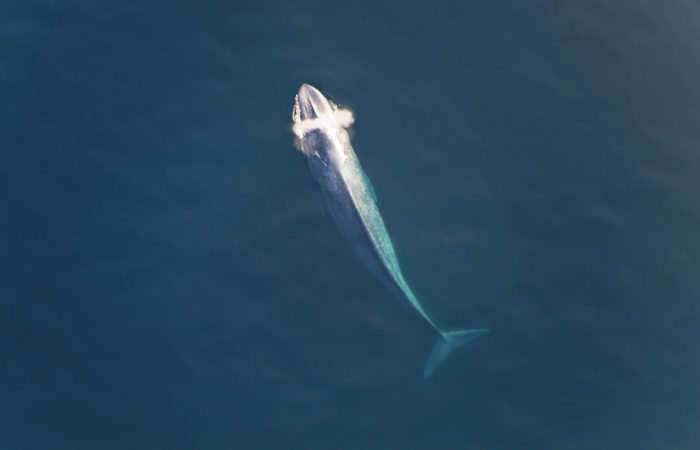 A baleia-azul é um mamífero aquático que pode atingir mais de 30 metros de comprimento.