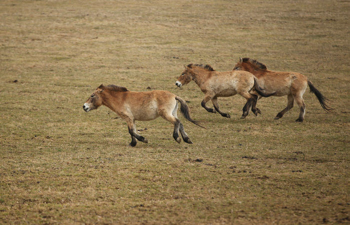 O cavalo-de-przewalski é um cavalo selvagem que apresenta algumas diferenças quando comparado às raças domésticas.