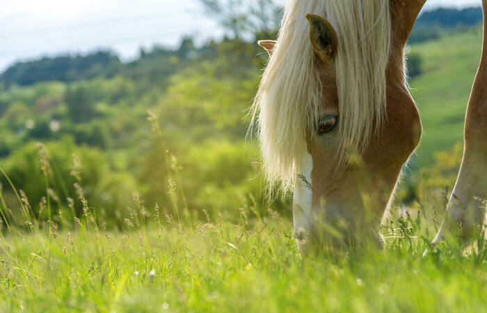 Os cavalos podem ficar longos períodos de tempo pastando.