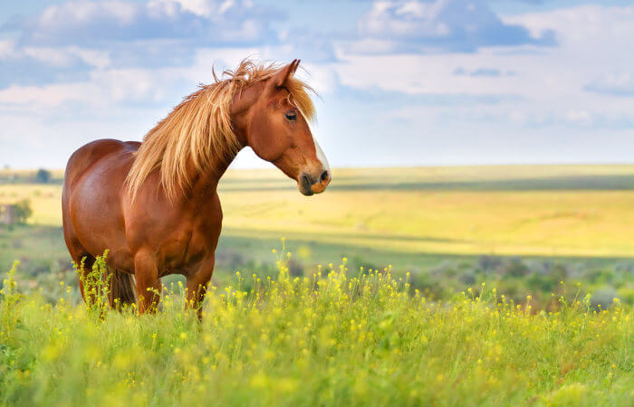 Você sabe o que é um cavalo puro sangue? Descubra aqui!