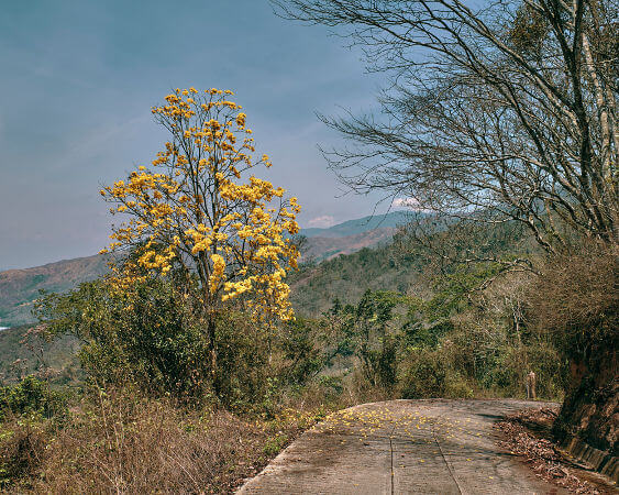 O ipê-amarelo é uma das espécies que trazem mais cor ao Cerrado durante a estação seca de inverno.