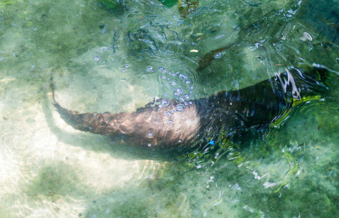 A lontra é um animal de hábito semiaquático.