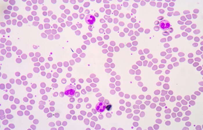 Observe na imagem que a quantidade de hemácias no sangue é superior que os outros tipos celulares.