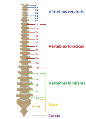 Partes mais importantes da bula, Coluna #76