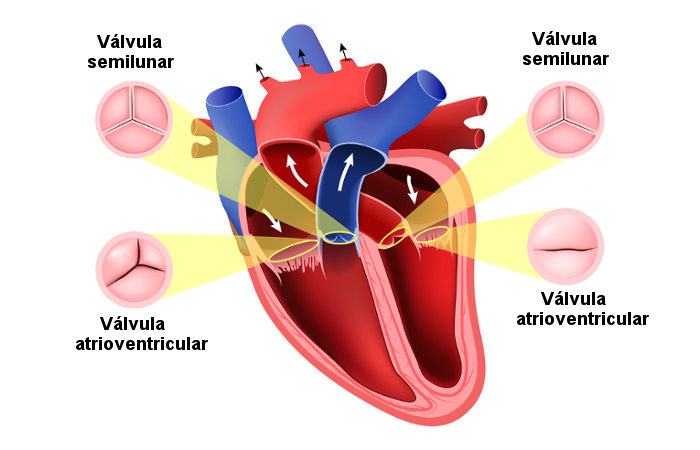 Válvulas do coração.