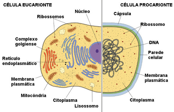 Veja algumas diferenças observadas entre células procariontes e eucariontes.