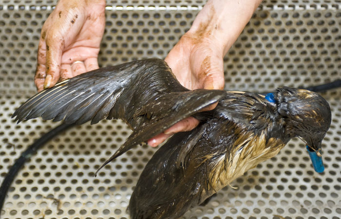 Os animais que vivem no mar e que dele retiram seu alimento são altamente prejudicados pela poluição por petróleo.