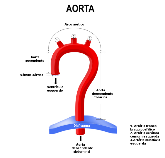 Observe as principais partes da aorta.