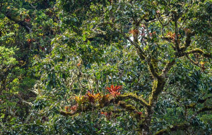 Bromélias nos galhos de uma árvore representando as relações ecológicas.