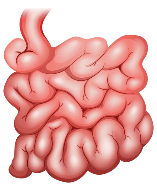 No intestino delgado, grande parte da digestão acontece.