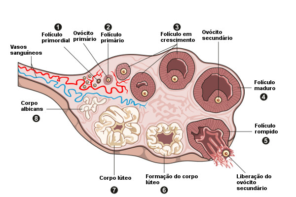 Ciclo celular: fases, relação com câncer e resumo - Escola Kids