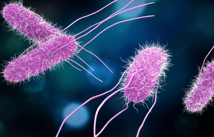 As bactérias do gênero Salmonella são gram-negativas e apresentam forma de bastonete.