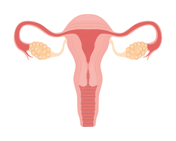 Na figura é possível observar o ovário e também o útero.