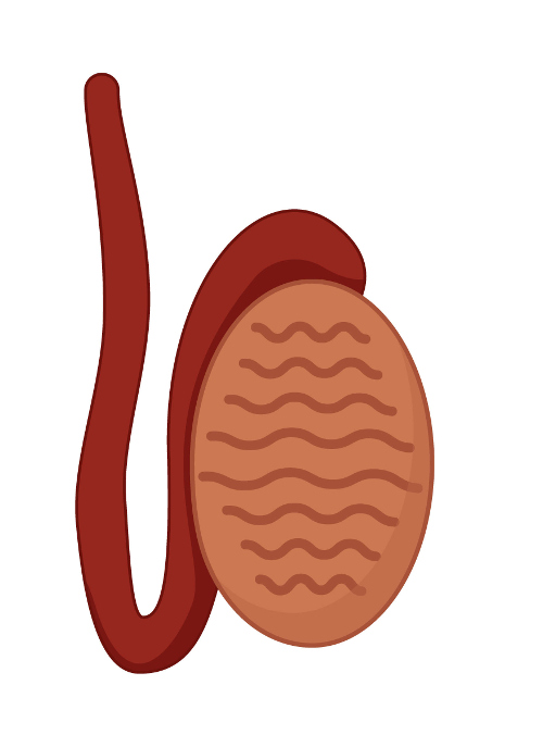 O testículo produz os espermatozoides e a testosterona.