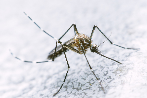 O mosquito Aedes aegypti é o agente transmissor da dengue.