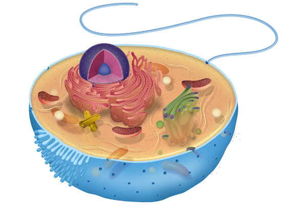 A célula eucariótica possui núcleo e organelas membranosas.