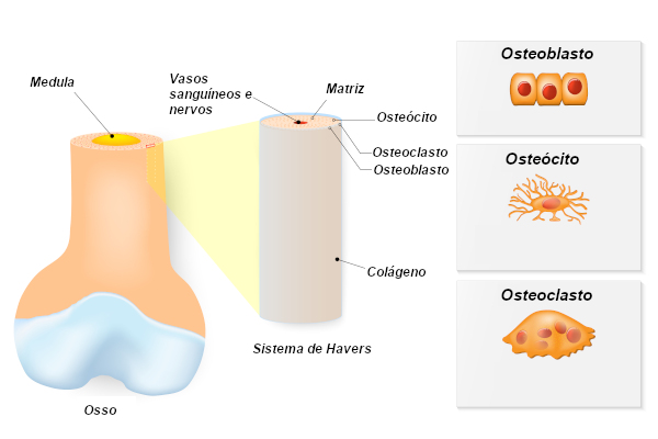 O tecido ósseo apresenta células especializadas e uma matriz calcificada.