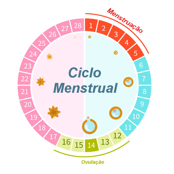 O ciclo menstrual apresenta uma duração média de 28 dias, porém esse período pode variar.