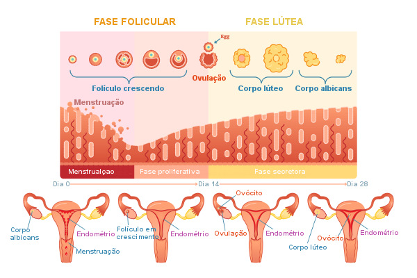 Observe que o ciclo menstrual apresenta relação direta com o ciclo ovariano.