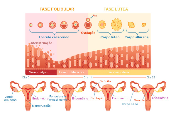 Cólica menstrual fora do ciclo: entenda os motivos