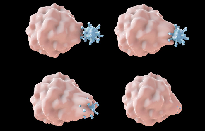 A fagocitose é um dos processos realizados pelas células da imunidade inata.