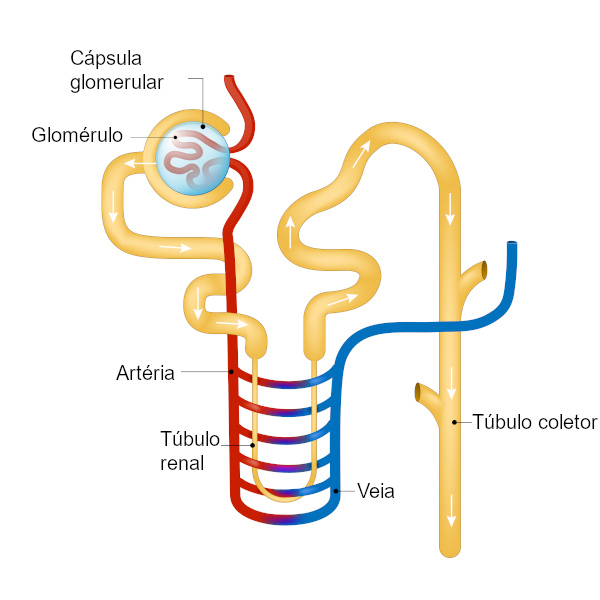 Os néfrons são as unidades funcionais do rim, ou seja, onde a urina é formada.