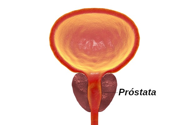 A próstata localiza-se abaixo da bexiga e circunda a uretra.