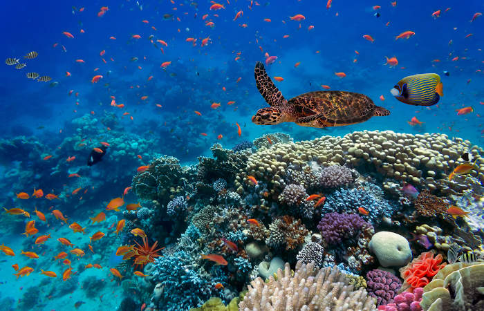 Os recifes de corais representam um ecossistema com grande biodiversidade.