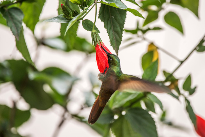 Beija-flor típico da Mata Atlântica.