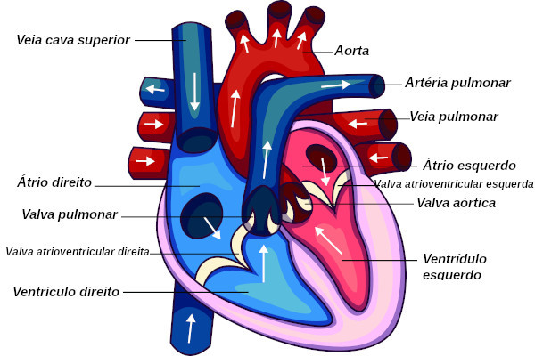 O coração funciona como uma grande bomba que garante o impulsionamento do sangue para as diferentes partes do organismo.