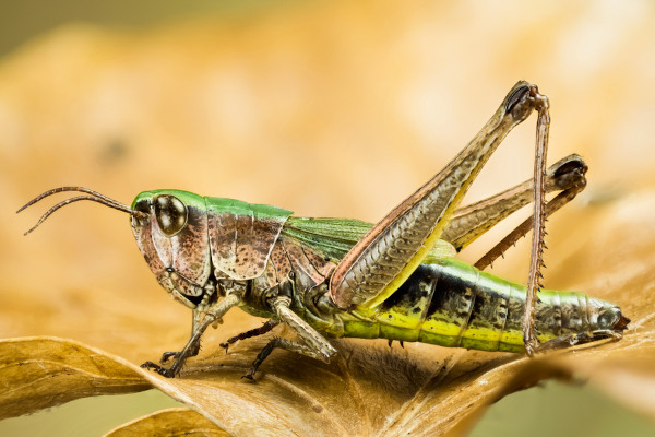 Gafanhoto é o nome dado a um grupo de insetos que pode apresentar cores e tamanhos variados.