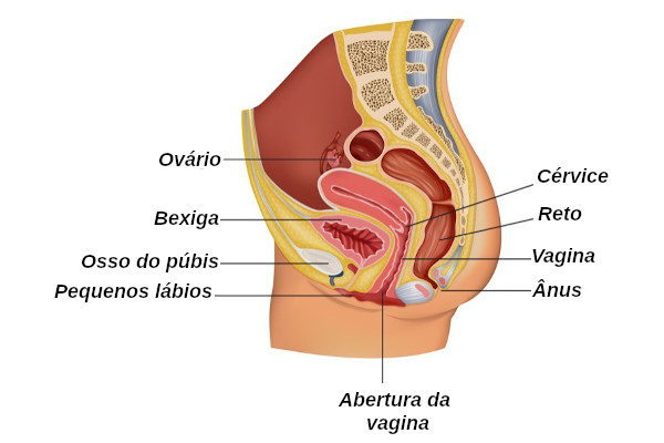 Na figura é possível observar a lateral do sistema reprodutor feminino. O reto, o ânus, a bexiga e o osso do púbis não fazem parte desse sistema.