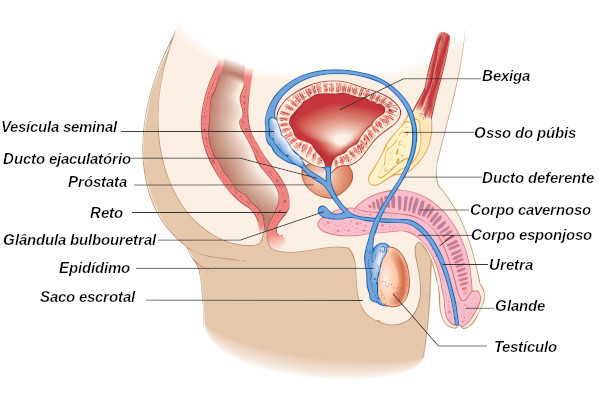 Observe os órgãos que compõem o sistema reprodutor masculino.