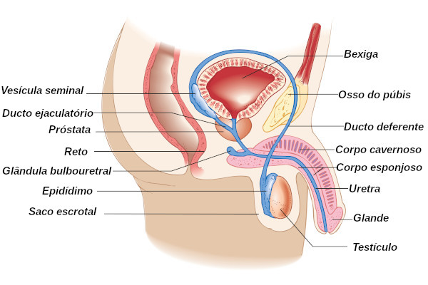 Órgãos do sistema reprodutor masculino: Anatomia, função