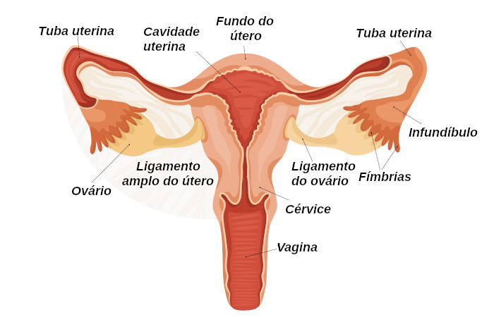  Na figura é possível observar os órgãos internos que formam o sistema reprodutor feminino.