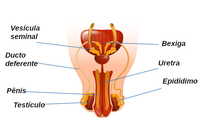 Em vista frontal, é possível observar a presença dos testículos, epidídimos, ductos deferentes e vesículas seminais.