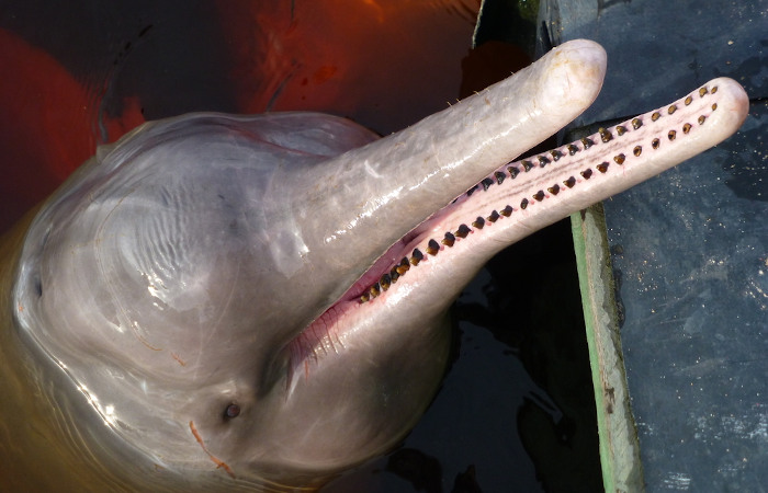  O boto-cor-de-rosa é o maior golfinho de água doce do mundo.