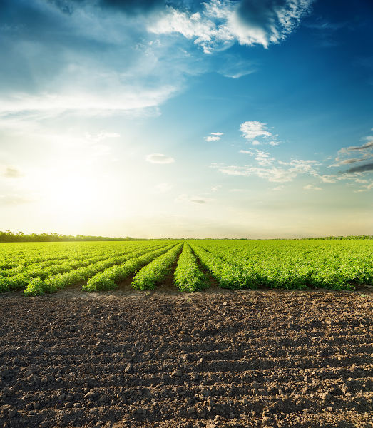 Preparo do solo para o cultivo agrícola.