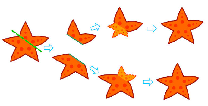 As estrelas-do-mar apresentam uma incrível capacidade regenerativa.